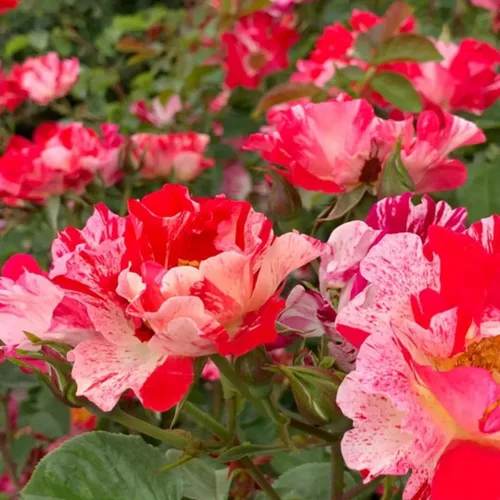 Vista 2 de Plantas vivas de rosas trepadoras, rosales listos para plantar, sin maceta, podados, bien enraizados, de 6 a 8 meses de edad (Fourth of July)