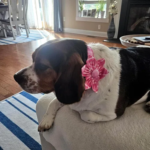 Vista 6 de Collar de perro Lionheart Glory, collar de perro rosa con flor, lindo collar para mascotas con patrón floral ajustable para perros pequeños Rosado