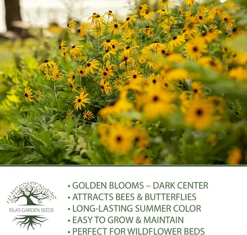 Vista 6 de Semillas de flores Susan de ojos negros, más de 3000 semillas por paquete, flores silvestres amarillas brillantes, nombre botánico: Rudbeckia hirta