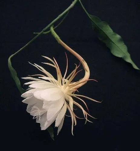 Vista 3 de REINA DE LA NOCHE - CEREUS NIGHT BLOOMING - BLANCO -RARO -2 PLANTAS - 1 maceta de 2.5