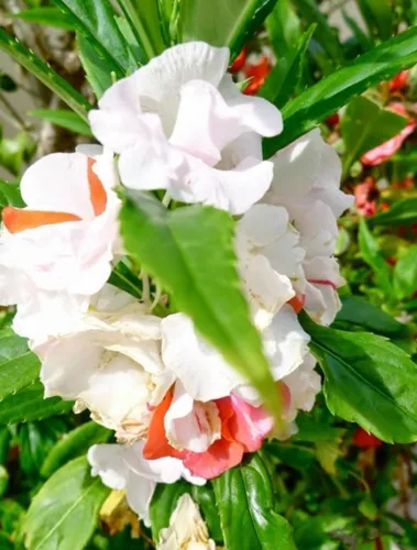 Vista 3 de 100PCS Semillas dobles Camelia Impatiens Color mezclado Impatiens Balsamina Semillas