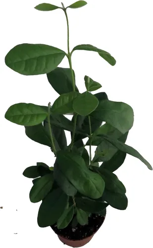 Vista 2 de Planta de piña y guayaba - Feijoa - ACCA sellowiana - Maceta de 4