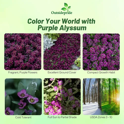 Vista 2 de Outsidepride Deep Purple Alyssum Seeds - 1,000 piezas anuales, tolerantes a la sequía y aptas para polinizadores, fragantes flores primaverales