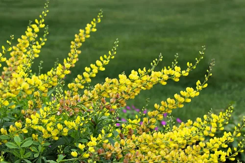 Vista 5 de 25 semillas de flores de índigo falso índigo silvestre amarillo Baptisia Tinctoria