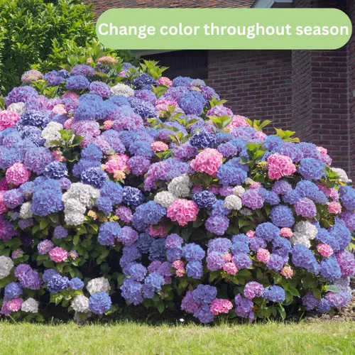 Vista 3 de Plantas de árbol de arbusto de hortensias vivas, 5-9 pulgadas de alto, sin maceta, inactivas en invierno, cambian de color, plantación perenne