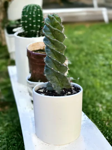 Vista 5 de Cactus espiral – Cereus forbesii 'Spiralis' – Suculenta rara retorcida – Cactus Tornado – Plantas de interior con raíces vivas (9 pulgadas)