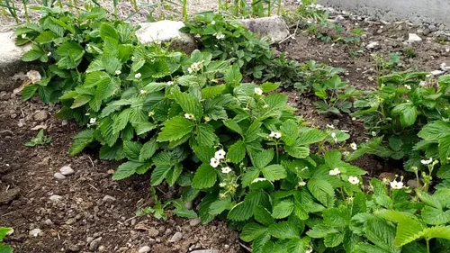 Vista 5 de Semillas Alpine Strawberry Regina No GMO Heirloom Everbearing