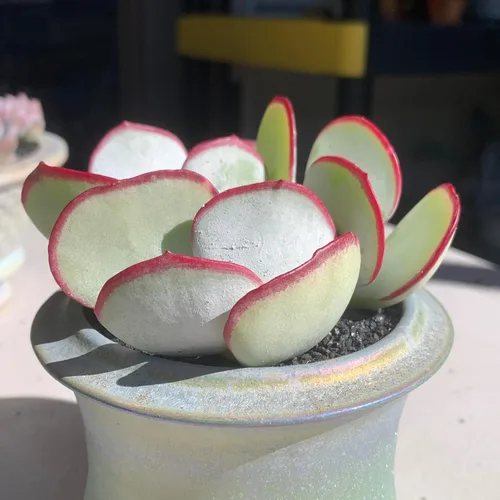 Vista 3 de Plantas Suculentas Vivas Echeveria 'White Eyebrow' 2 pulgadas Paquete de 3, Suculentas Verdes Raras Raíz Desnuda Sin Tierra de Maceta, Plantas Vivas