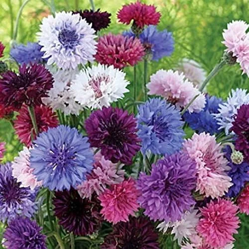Vista 3 de Semillas de botón de aciano/soltero - Mezcla alta Centaurea Cyanus sin OMG a granel (1 lb) 90,000 semillas
