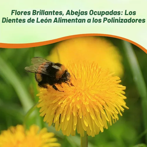 Vista 6 de Outsidepride Semillas de diente de león para plantar: 5,000 semillas perennes, fáciles de cultivar y tolerantes a la sequía, semillas de hierbas