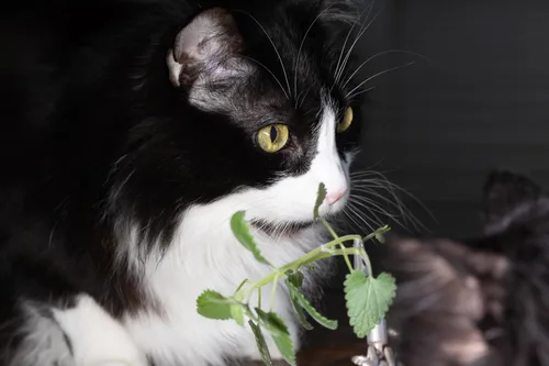 Vista 6 de Semillas de hierba gatera para plantar, más de 4400 hierbas, cultivo en interiores o exteriores, reliquia, sin OMG, a los gatos les encantan
