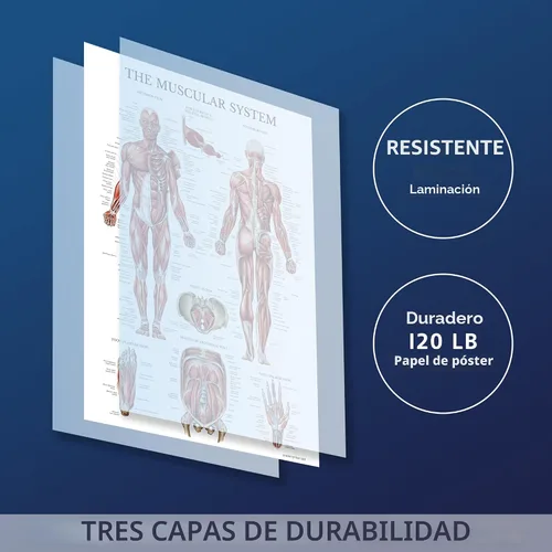 Vista 2 de Palace Learning Póster anatómico del sistema muscular, laminado, tabla de anatomía muscular, doble cara (18 x 24 pulgadas)