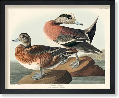 Vista 12 de Poster Master Póster vintage de James Audubon – Impresión retro de amargo americano – Arte de aves de América – Regalo para hombres, mujeres