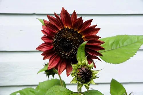 Vista 3 de 25 semillas de flor de girasol Helianthus annuus RED VELVET QUEEN