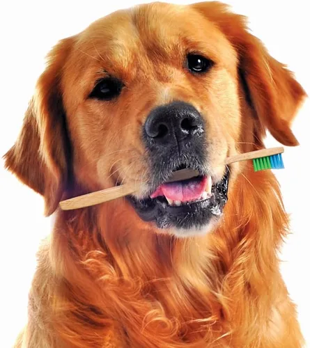 Vista 5 de Woobamboo! Cepillo de dientes ecológico de bambú para perros de raza grande, biodegradable, plástico negativo (paquete de 2)