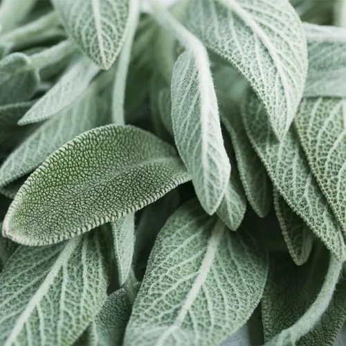 Vista 8 de Hoja ancha de salvia (50 semillas)