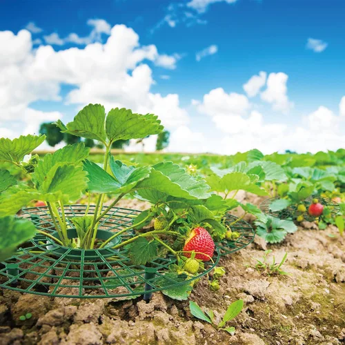 Vista 5 de Paquete de 6 soportes de fresa, plantas de soporte de fresa vivas para plantar, marco de cultivo de fresas, enrejado de fresa para mantener la fruta