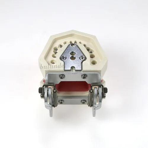 Vista 4 de Dientes dentales Typodont modelo 28 dientes extraíbles compatibles con Kilgore Nissin Estudio de enseñanza completamente desmontable, con un