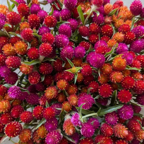 Vista 4 de Más de 1000 semillas de amaranto globo para plantar, semillas de flores de gomphrena de amaranto, pompones, sin OMG, semillas de plantas