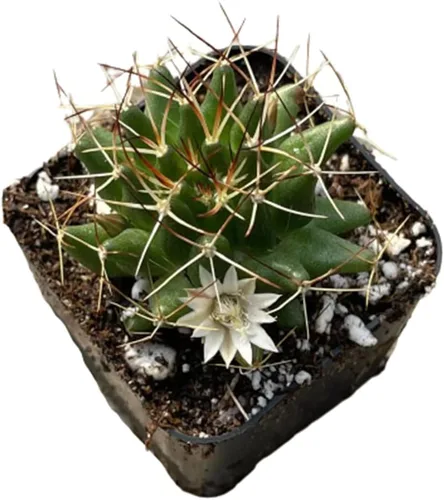 Vista 13 de Plantas de cactus suculentas vivas de USKC (pata de oso de cotiledón tomentosa de 2 pulgadas)