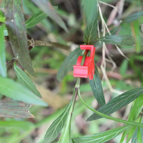 Vista 4 de LucyPhy Paquete de 30 dobladores de plantas con ángulos ajustables, clips de entrenamiento de plantas para entrenamiento de bajo estrés, 90 grados