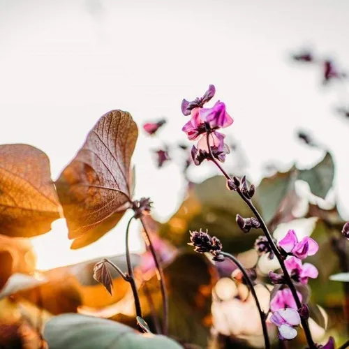 Vista 3 de Ruby Moon Hyacinth Bean Vine - 25 semillas de frijol para plantar, Thresh