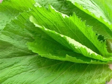 Vista 4 de Más de 750 semillas de bambú de hoja grande GAI Choi Mostaza Verde Junio de 2021 Prueba Cải