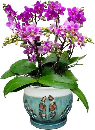 Vista 17 de W&W Maceta de orquídeas con agujeros y platillo para trasplantar, azul, 6.5 pulgadas