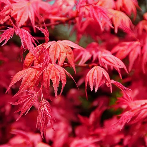Vista 2 de SHINDESHOJO Arce japonés - ACER PALMATUM 'SHINDESHOJO' - Planta viva de 3 años
