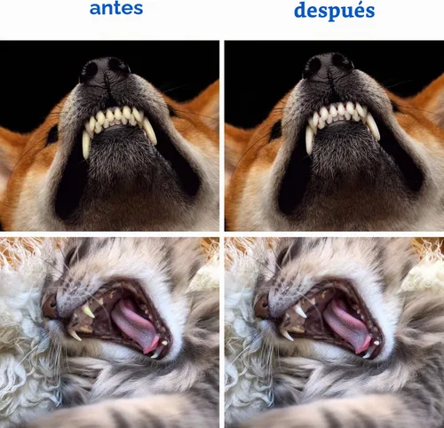 Vista 7 de Newday 50 cepillos de dientes de doble cabeza para perros y gatos, cerdas súper suaves, cepillo de dientes para el cuidado bucal, cepillo de dientes