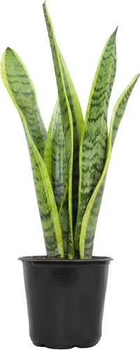 Vista 17 de Plants for Pets - Planta de serpiente viva con maceta blanca decorativa, suculentas Sansevieria Trifasciata Laurentii, plantas