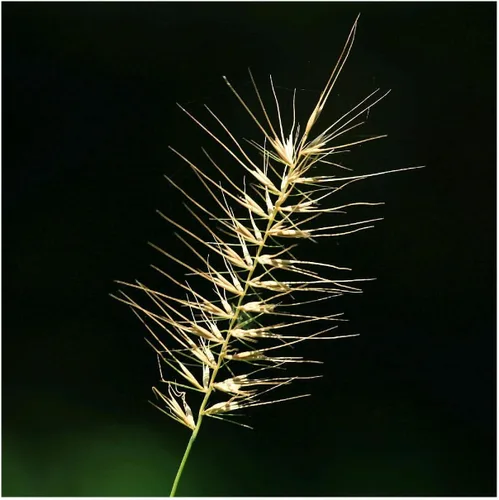 Vista 2 de Everwilde Farms - Semillas de hierba nativa Bottlebrush de 1 onza - Gold Vault