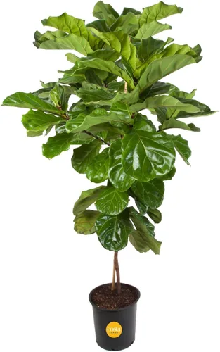 Vista 13 de Costa Farms Ficus Lyrata, higo vivo de hoja de violín, árbol de interior, Jardinera de decoración