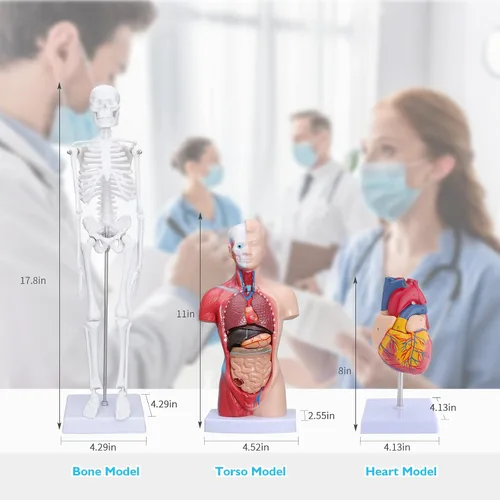 Vista 6 de Modelo de torso de anatomía humana – Juegos de 3 modelos de corazón, torso y esqueleto humano, herramientas educativas para estudiantes