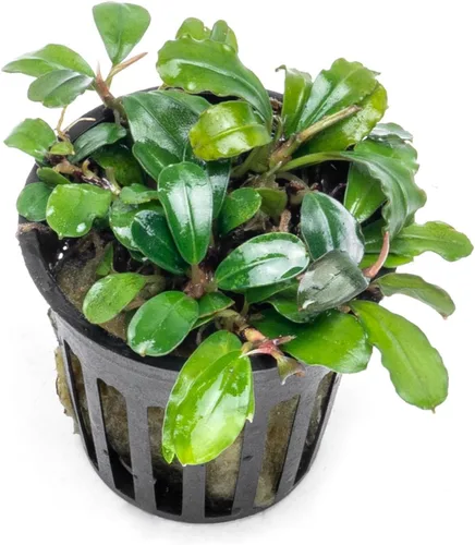 Vista 18 de SubstrateSource Bucephalandra Brownie Phantom - Planta de acuario viva – Decoración natural de pecera de agua dulce, decoración acuática