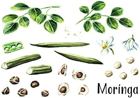 Vista 3 de 50 semillas de moringa orgánicas de gran tamaño Pkm1 Variedad Malunggay Shobhanjana Miracle Tree Drumstick Tree