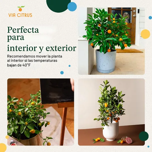 Vista 7 de Calamondin Tree - Plantas vivas para exteriores de 18 a 22 pulgadas de alto, árboles frutales de interior enanos, plantas vivas que no se pueden