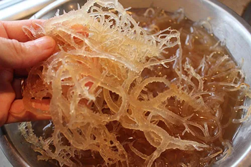 Vista 2 de Musgo marino natural (crudo) 2 oz - Musgo irlandés (CHONDRUS CRISPUS) NDQ