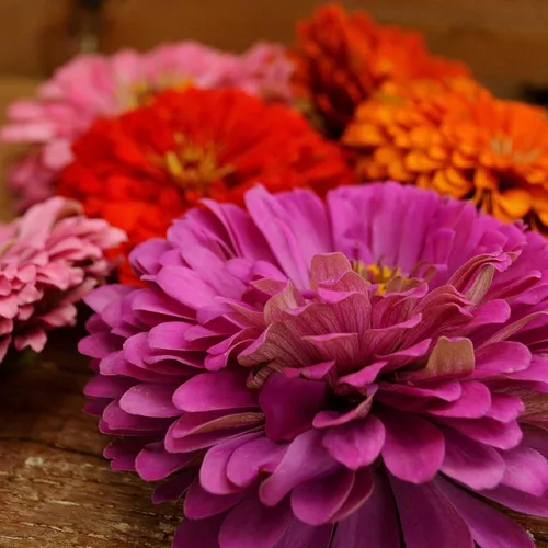 Vista 6 de Dahlia - Mezcla de zinnia florecida, 100 semillas, variedad de reliquia y polinización abierta, atrae mariposas y colibríes, semillas de flores sin
