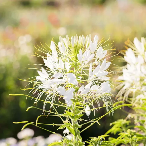 Vista 3 de Eden Brothers Cleome Seeds - Cherry Queen