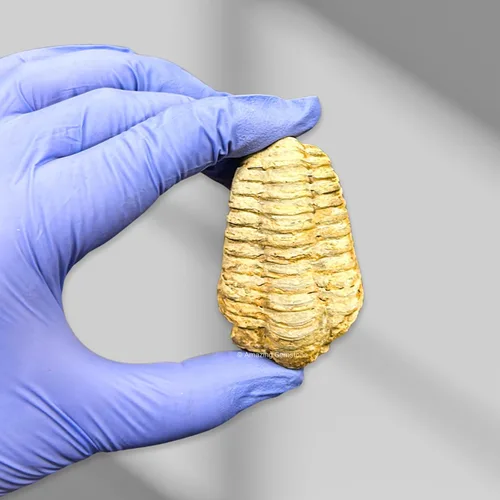 Vista 6 de Fósiles de trilobite (1, 2 pulgadas)