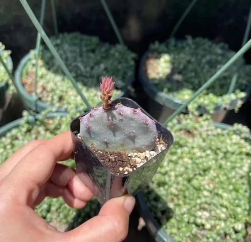 Vista 6 de Plantas de cactus vivas de USKC (Maceta de 5 cm Gymnocalycium damsii VAR. tucavocense)