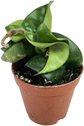 Vista 9 de Josh's Frogs Hoya - Planta de cera (flor de cera común)