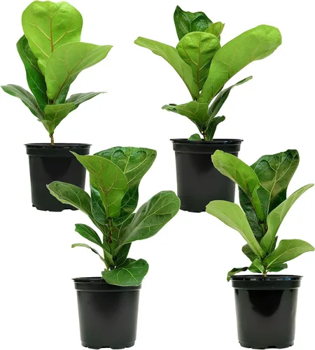 Vista 4 de Plantas for Pets - Higuera de hoja de violín (paquete de 4), paquete de plantas Ficus Lyrata, entrega de plantas vivas de Ficus, decoración popular