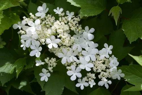Vista 2 de 30 semillas de arándano americano Highbush para plantar -Viburnum trilobum