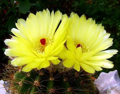 Vista 3 de Ball Cactus Mix 15 Semillas - Notocactus - Fácil de cultivar!