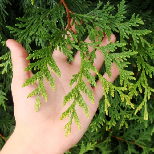 Vista 4 de Brighter Blooms - Thuja Green Giant Arborvitae, 4-5 pies - No hay envío a AK, AZ, HI, OR