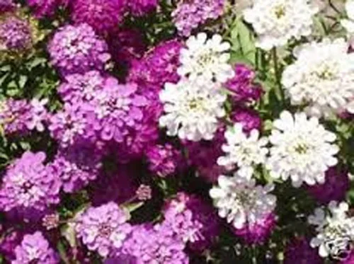 Vista 2 de Candytuft, semillas de mezcla de hadas enanas, 100 semillas, hermoso rosa, lavanda, flores blancas