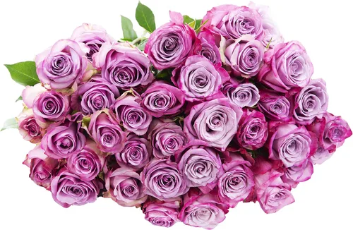 Vista 12 de Blooms2Door - 25 Rosas Rosadas (Fresco - 19.7 in) - Flores Frescas para Cumpleaños, San Valentín y Día de la Madre