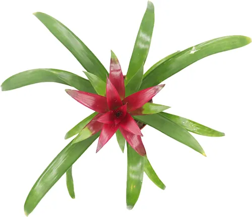 Vista 2 de Bromelia Morada -4'' de California Tropicals
